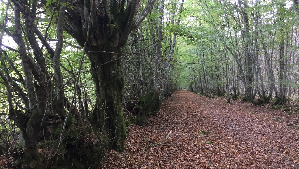 La haie, avant sa destruction à Villegenon