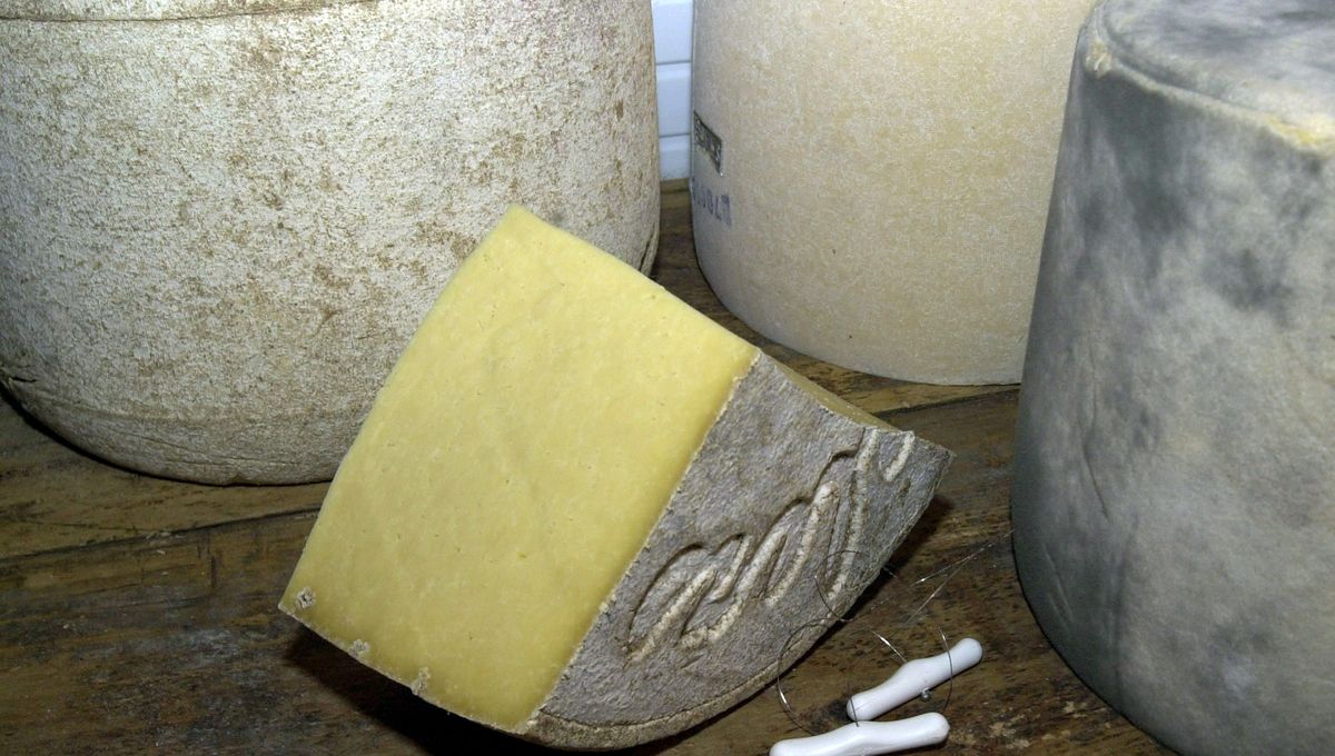 L'AOP Salers a décidé de suspendre la production de fromage à cause de la sécheresse. Les vaches n'ont plus d'herbe à pâturer.