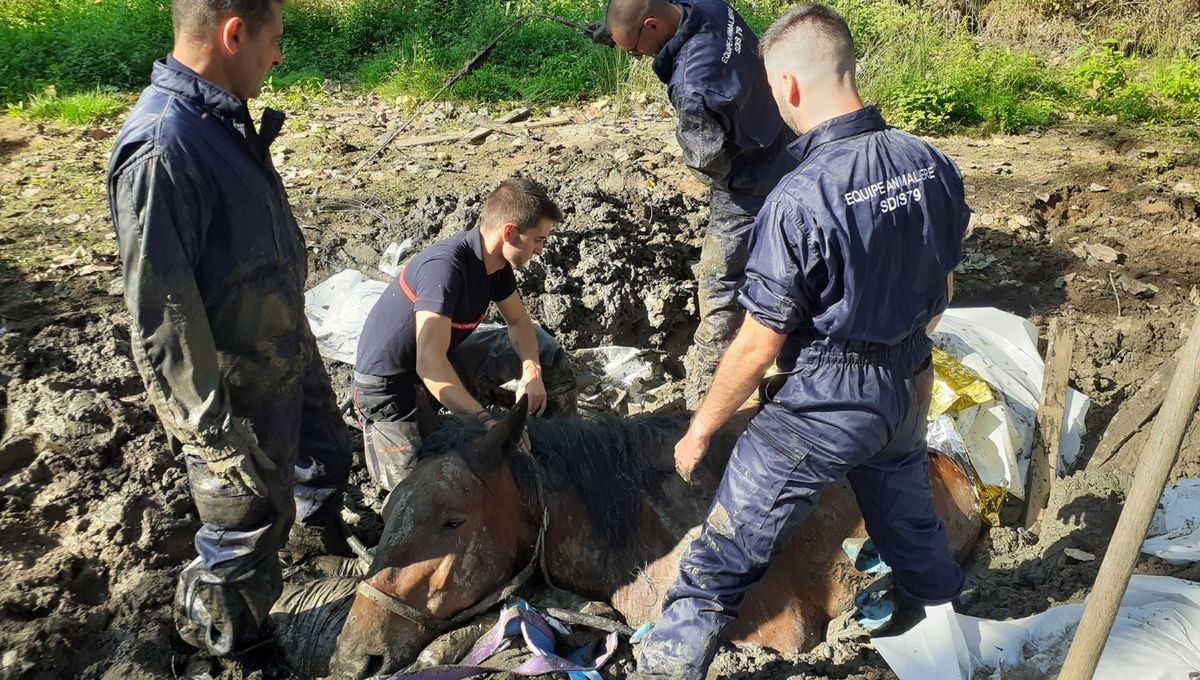 Neuf sapeurs pompiers et un vétérinaire sont intervenus, ce samedi matin à Chiche. 