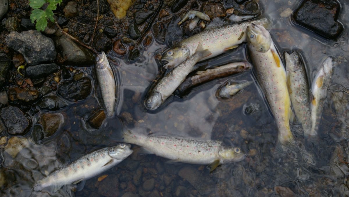 Des centaines de poissons sont morts dans le Jaudy