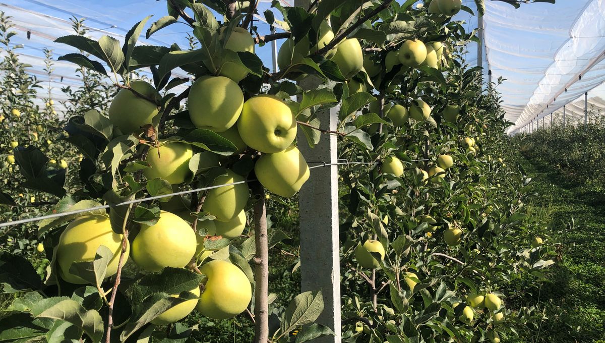 Cela faisait 3 ans que Pierre Chassaing n'avait pas vu de si gros fruits sur ses arbres