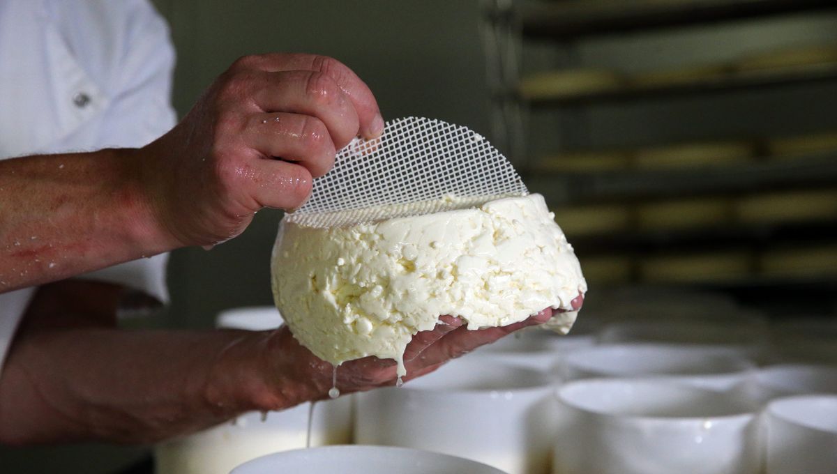 Le Munster, fromage de lait de vache de l'Est de la France, fait partie des produits ayant des exigences assouplies pour obtenir l'appellation d'origine protégée (AOP).