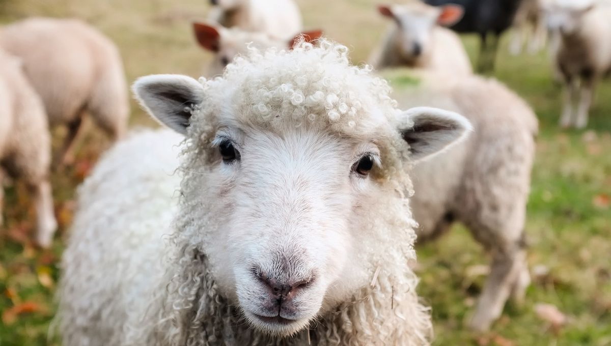 Les Chaumes de la Périsse entretenues naturellement par des moutons Mérinos et « Périsse » 