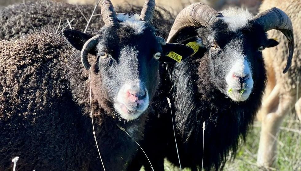 Trois moutons ont été tués dans le parc animalier de Lussac en Ardèche en un mois.