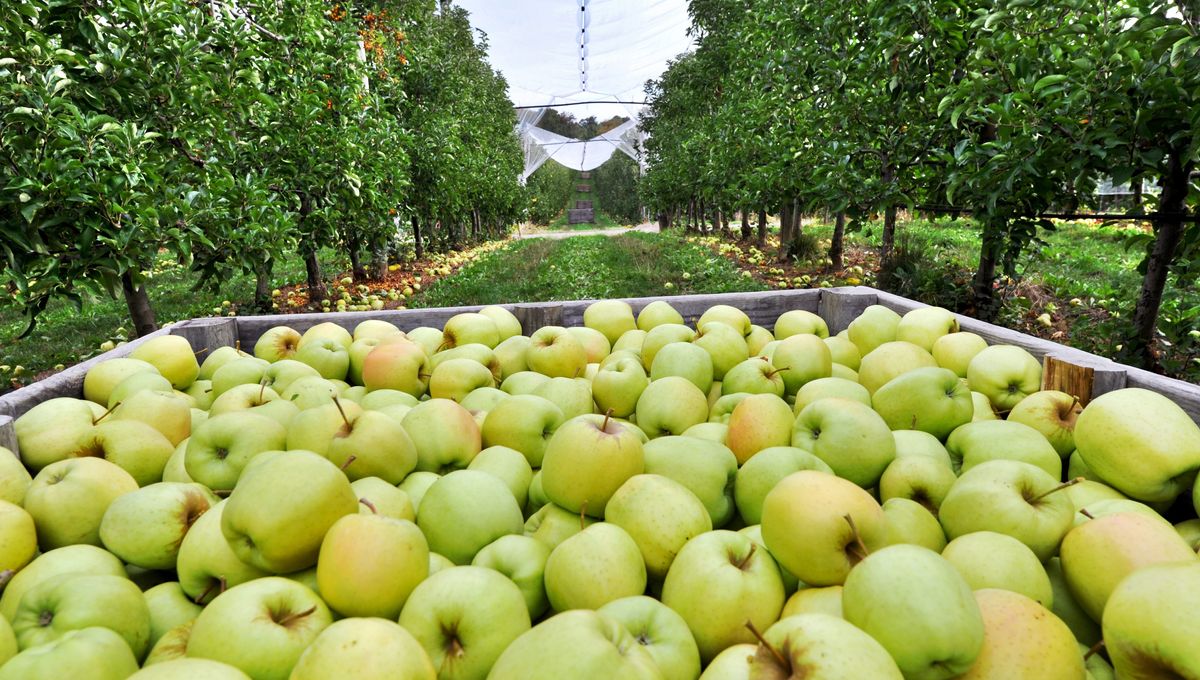 Plusieurs producteurs de pommes du Limousin vont arracher des pommiers ce samedi pour alerter sur leurs difficultés (illustration).