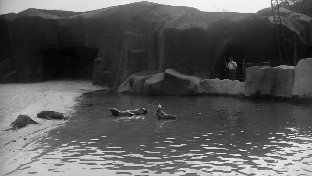 En 1969, une manifestation est organisée au Zoo de Vincennes contre le massacre des bébés phoques.