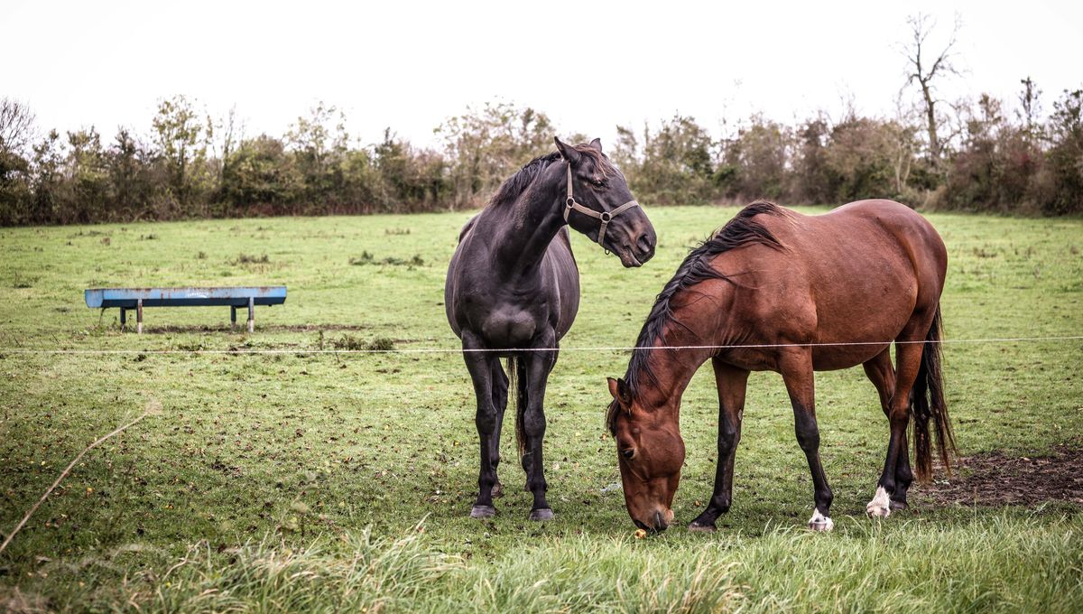 Une soixantaine de chevaux ont été évacués (Photo d'illustration)