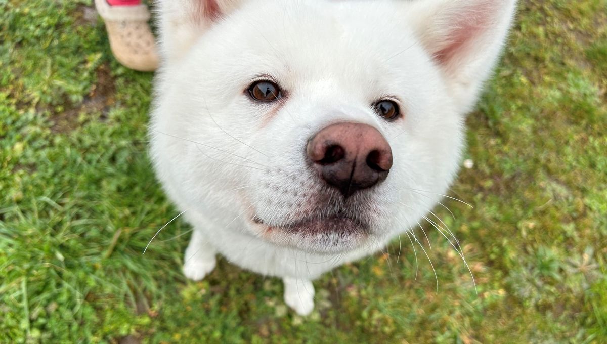 Osaka, chien Akita Inu défilera jeudi au Salon de l'Agriculture