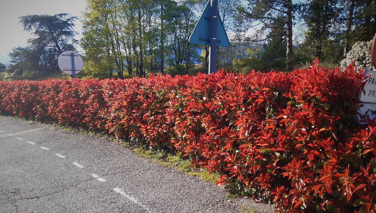 Haie de Photinia 'Red Robin'