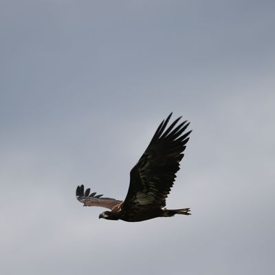 Un pygargue des Aigles du Léman en Haute-Savoie