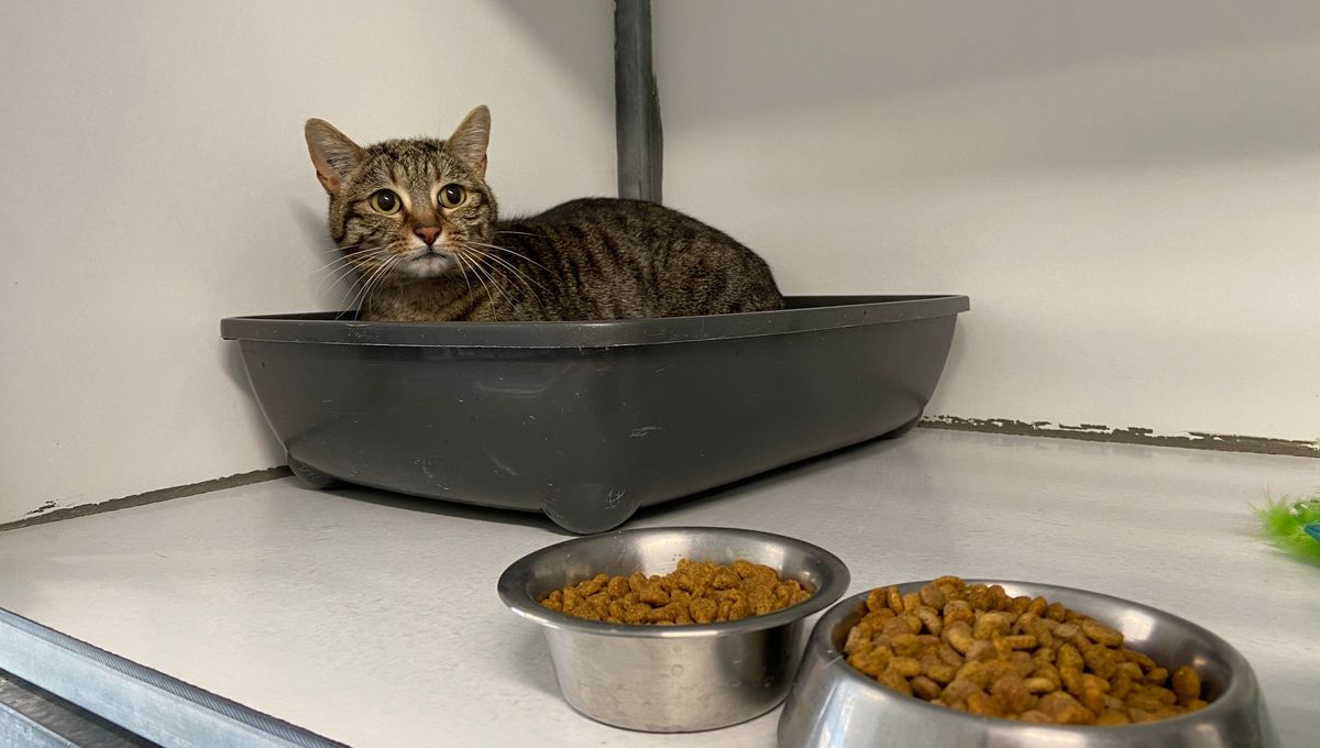 Malgré la hausse du prix des croquettes, pas question pour la SPA de Velaine-en-Haye de rationner les animaux.