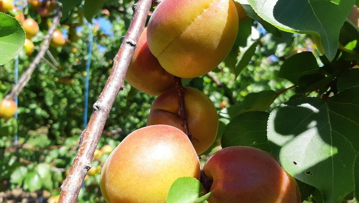 Environ 39.000 tonnes d'abricots pourraient être récoltés cette année en Languedoc Roussillon