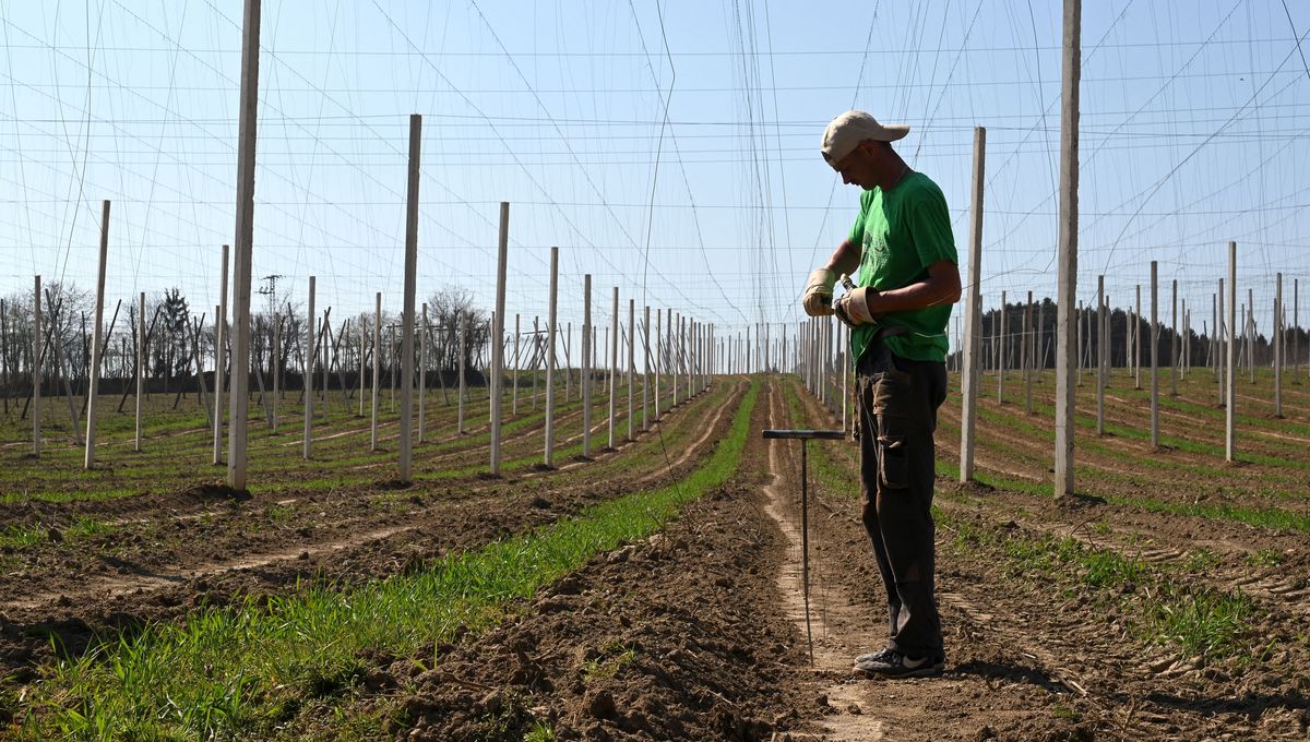 Joseph Lechner a transmis son exploitation de houblon à son gendre (image d'illustration).