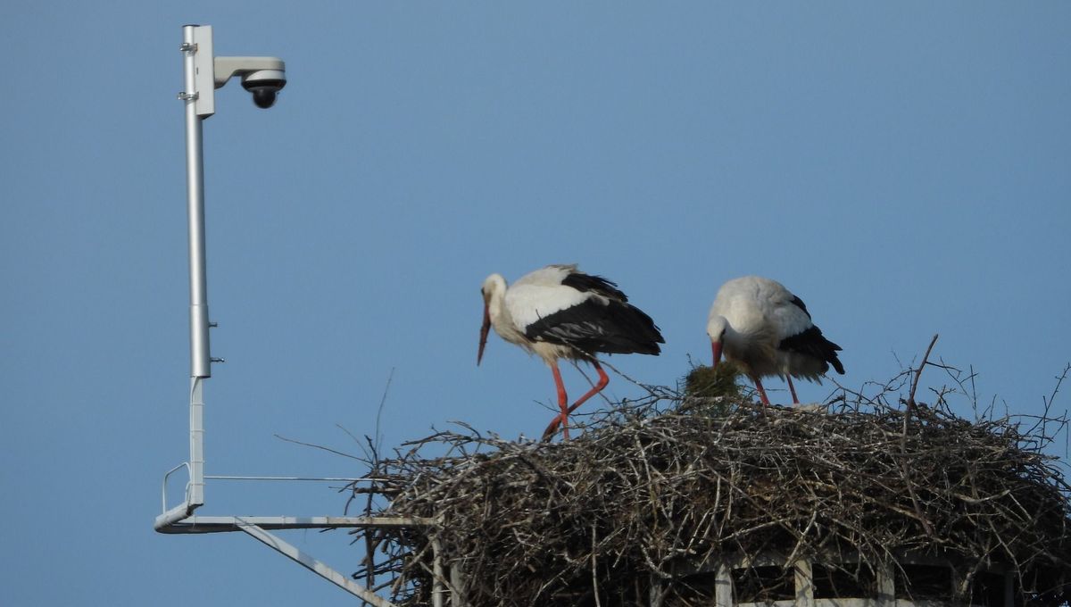 Le couple Maurice et Mélodie sous l'oeil de la webcam de la mairie de Sarralbe.