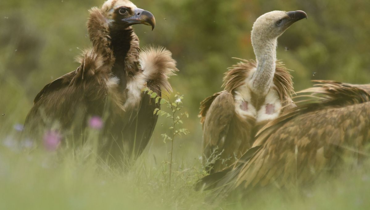 Vautour moine à droite et vautour fauve à gauche