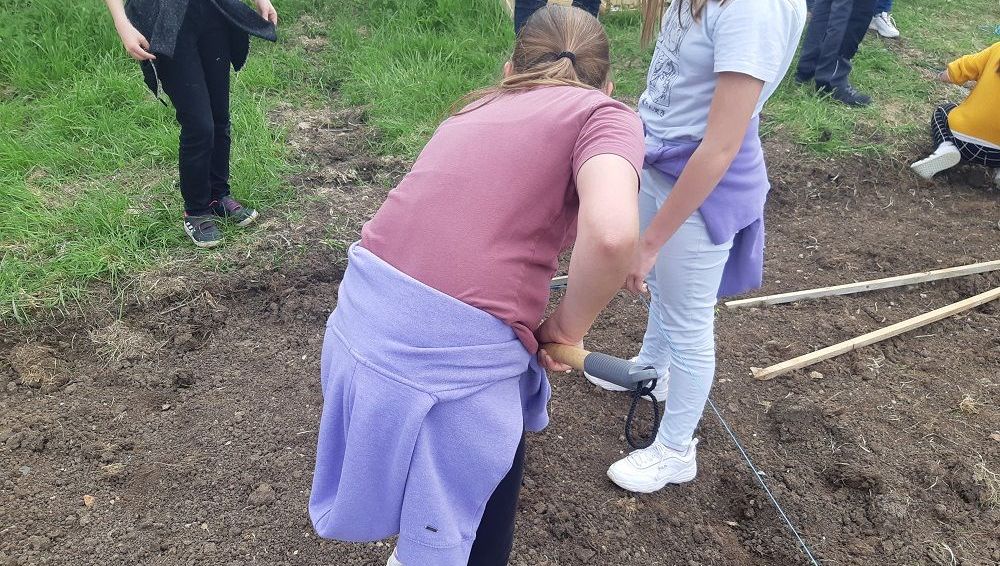 Les élèves de sixième plantent les pommes de terre qu'ils récolteront pour la cantine du collège