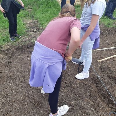 Les élèves de sixième plantent les pommes de terre qu'ils récolteront pour la cantine du collège