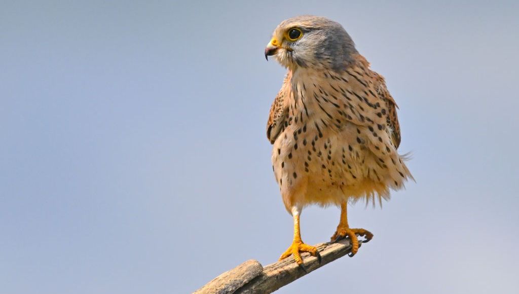 En 2000, un ornithologue fait le point sur les faucons crécerelle de la capitale