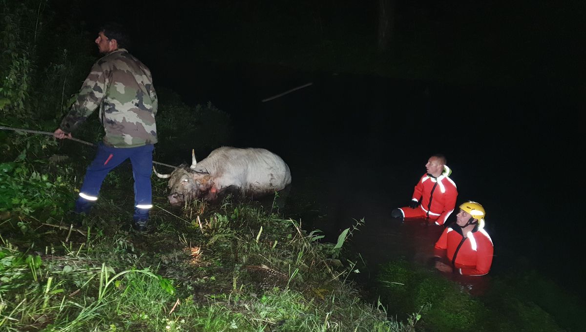 Une vache a été secourue par les pompiers de la Somme à Hem-Hardinval