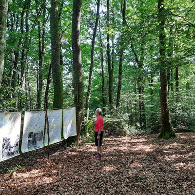 Des panneaux explicatifs installés dans les bois où se trouvait le maquis de Montautre, pour la commémoration du 19 août 2023.