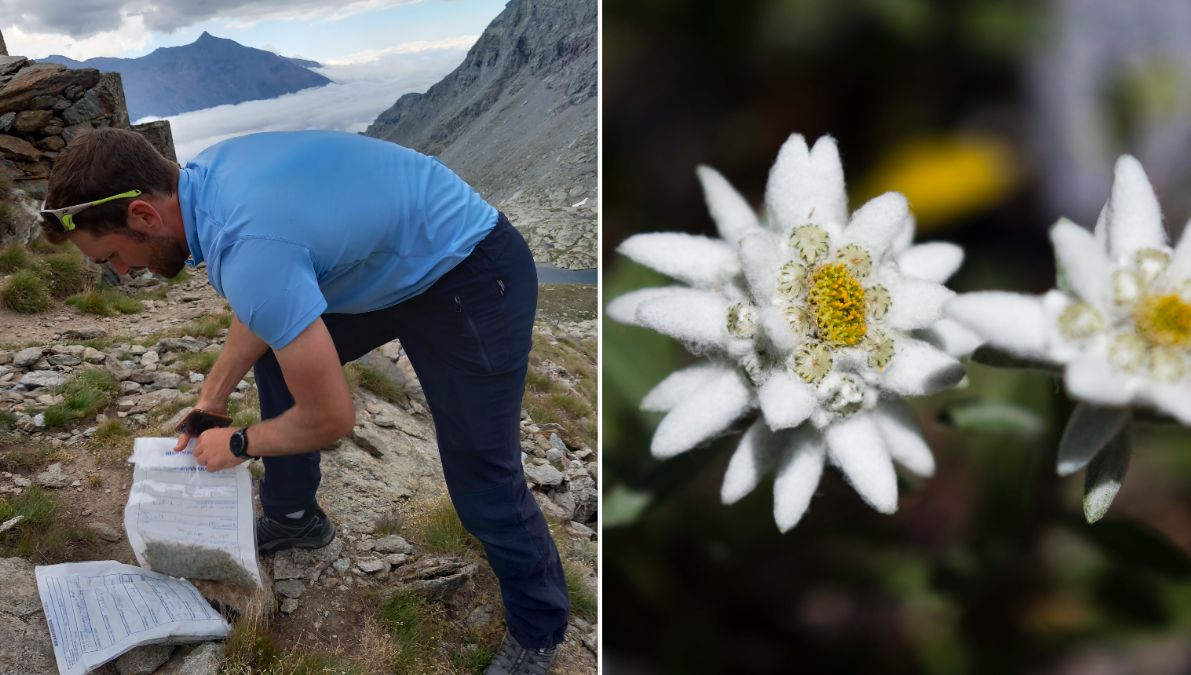 A gauche, une saisie de brins de génépi, à droite une fleur d'edelweiss