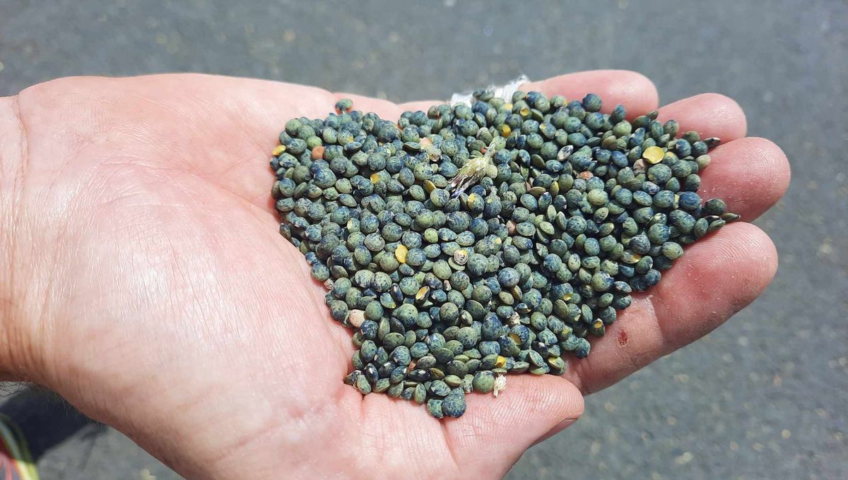 Les lentilles vertes du Puy sont de bon calibre et de bonne qualité cette année