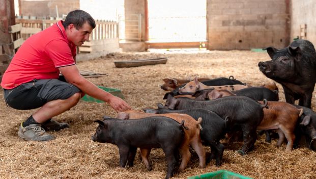 Benoit Corsin avec ses cochons