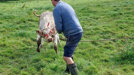 La vache a retrouvé la terre ferme.