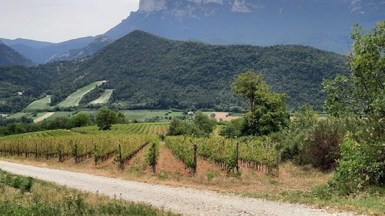 C'est le début des vendanges pour la Clairette de Die.