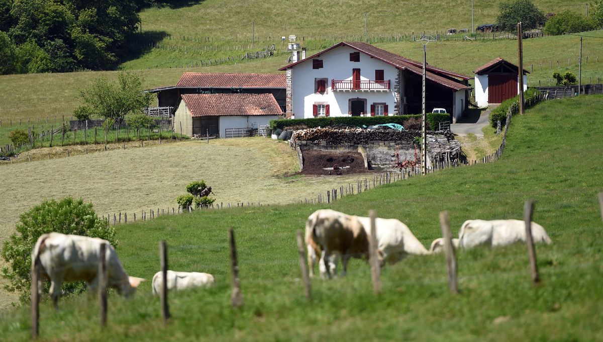 Après l'Italie et l'Espagne, le virus arrive dans les élevages du Pays basque.