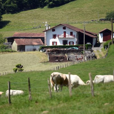 Après l'Italie et l'Espagne, le virus arrive dans les élevages du Pays basque.