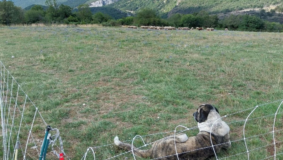 Un chien de protection surveille le troupeau de brebis à Gigors-et-Lozeron dans le Vercors.