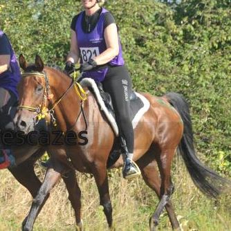 Mag, cheval bai de 14 ans, est recherché en Lozère. Il a disparu depuis jeudi matin