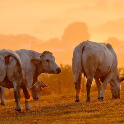 C'est une blonde d'Aquitaine qui est morte de la maladie hémorragique épizootique à Etchebar, en Soule (photo d'illustration).