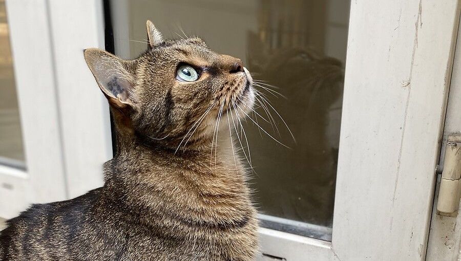 Les trois voleurs se sont présenté chez des personnes âgées en disant avoir perdu leur chat, pour leur dérober des cartes bleues (photo d'illustration).