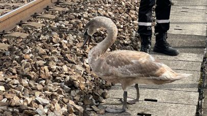 Un cygne est descendu sur les rails du RER A ce mardi