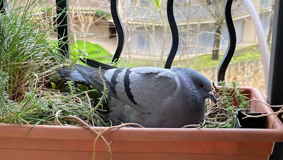 Un pigeon couve sur balcon (photographie d'illustration).