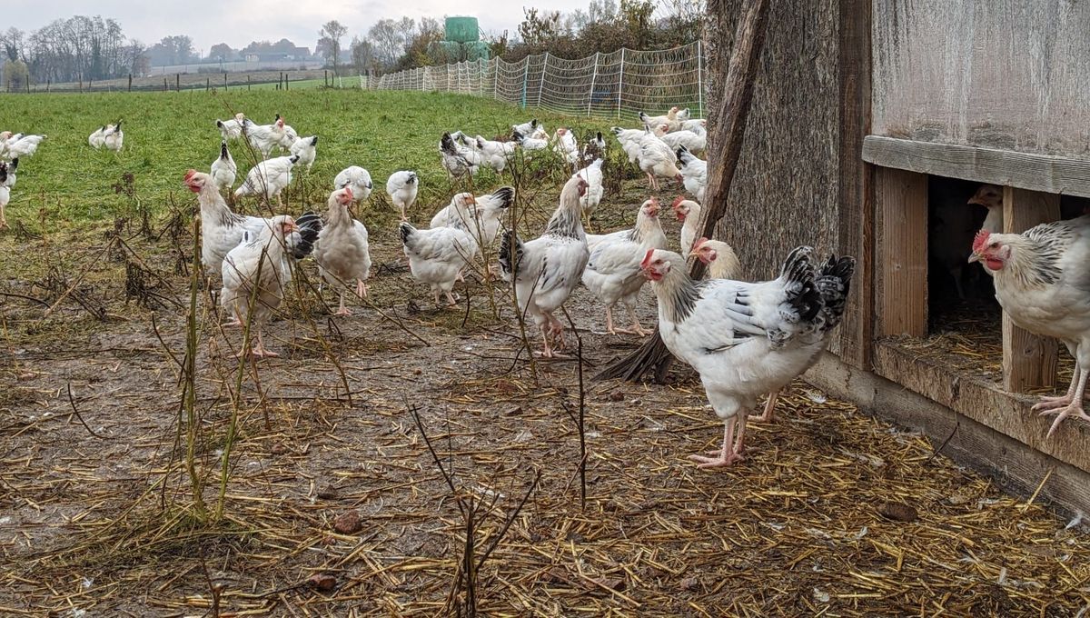 Le poulet du Bourbonnais vient d'être officiellement reconnu AOP.