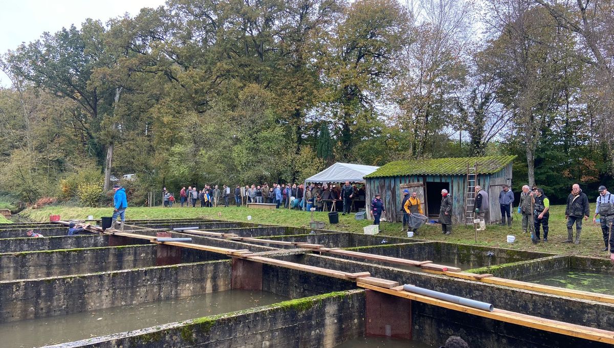 Près de 80 personnes ont fait la queue pour acheter du poisson de l'Etang Neuf de Juvigné