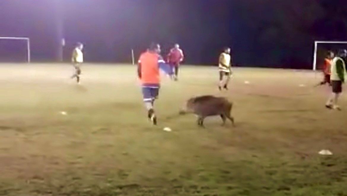 L'animal, absolument pas agressif, a participé à sa façon à l'entraînement