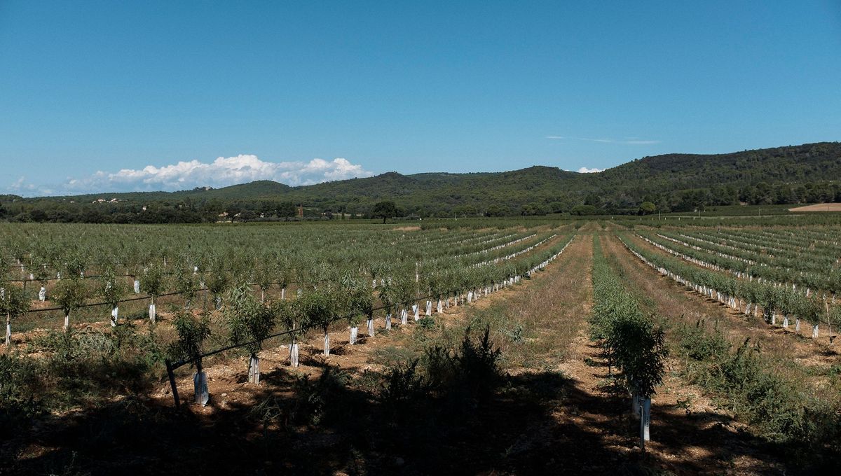 La Compagnie des Amandes espère planter 1500 à 2000 hectares d'amandiers d'ici 2025 dans le sud de la France