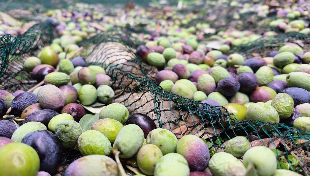 Peut-être une année record pour l'olive AOP de Nyons