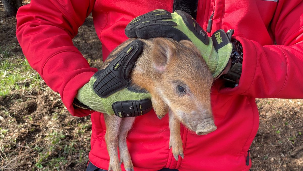 Le petit marcassin a ensuite été relâché dans son milieu naturel