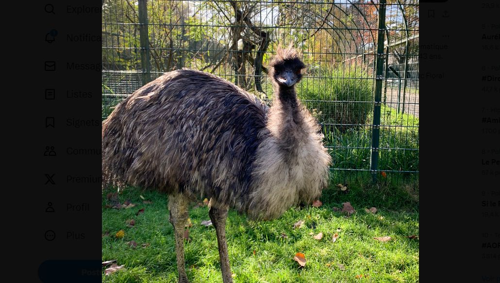 Cet émeu était au jardin botanique de Tours depuis 41 ans