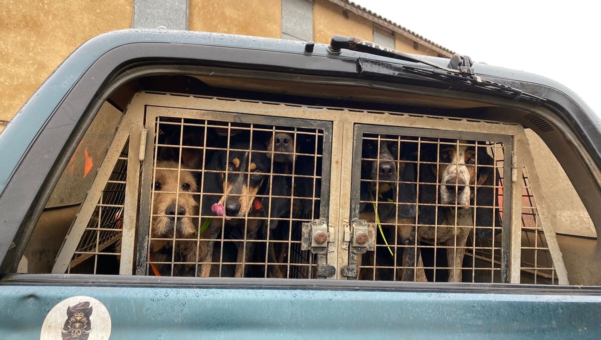 Les deux chiens de chasse bloqués dans un trou de terrier n'ont pour l'heure pas pu être secourus