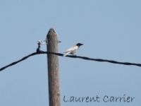 Corneille noire au plumage "isabelle"