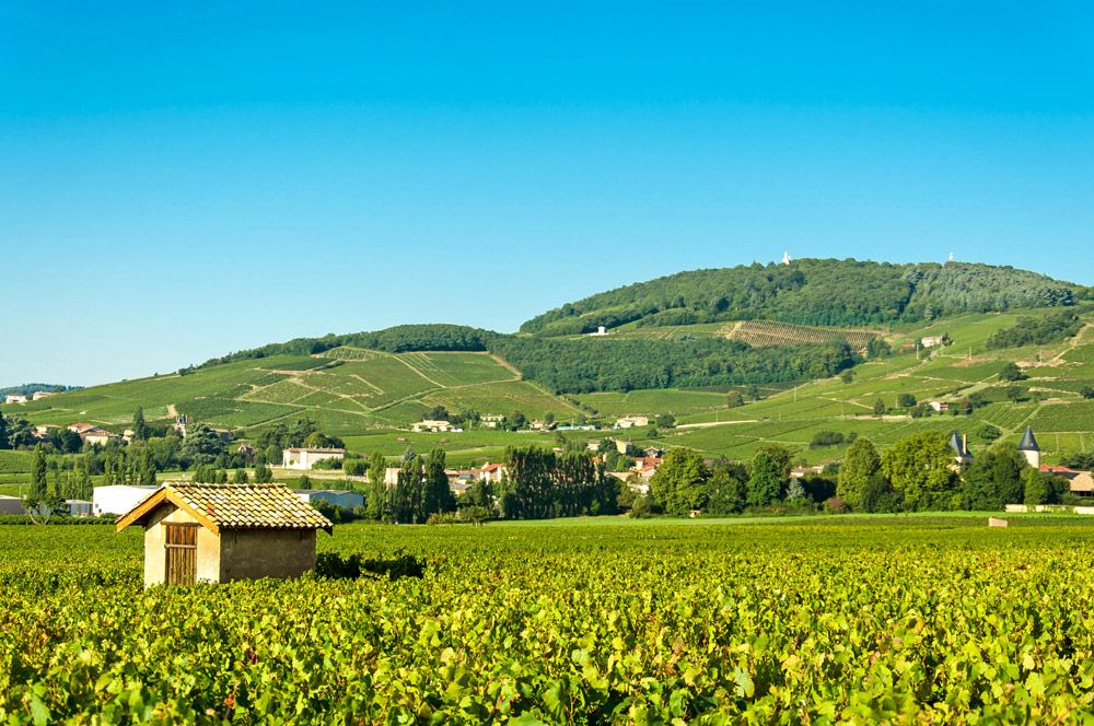 AOC Côte-de-Brouilly : vin charpenté du Beaujolais, avec un bon potentiel de garde - blog Les Grappes