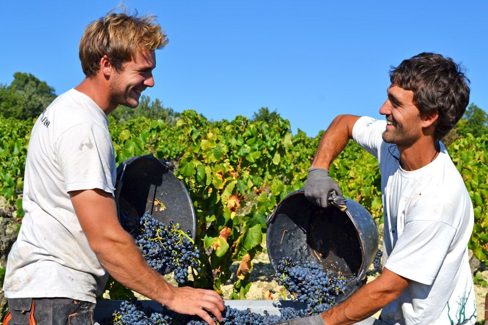 Samuel Arnaud (Ferme des Arnaud) : la réalité de la viticulture bio dans la Vallée du Rhône - blog Les Grappes