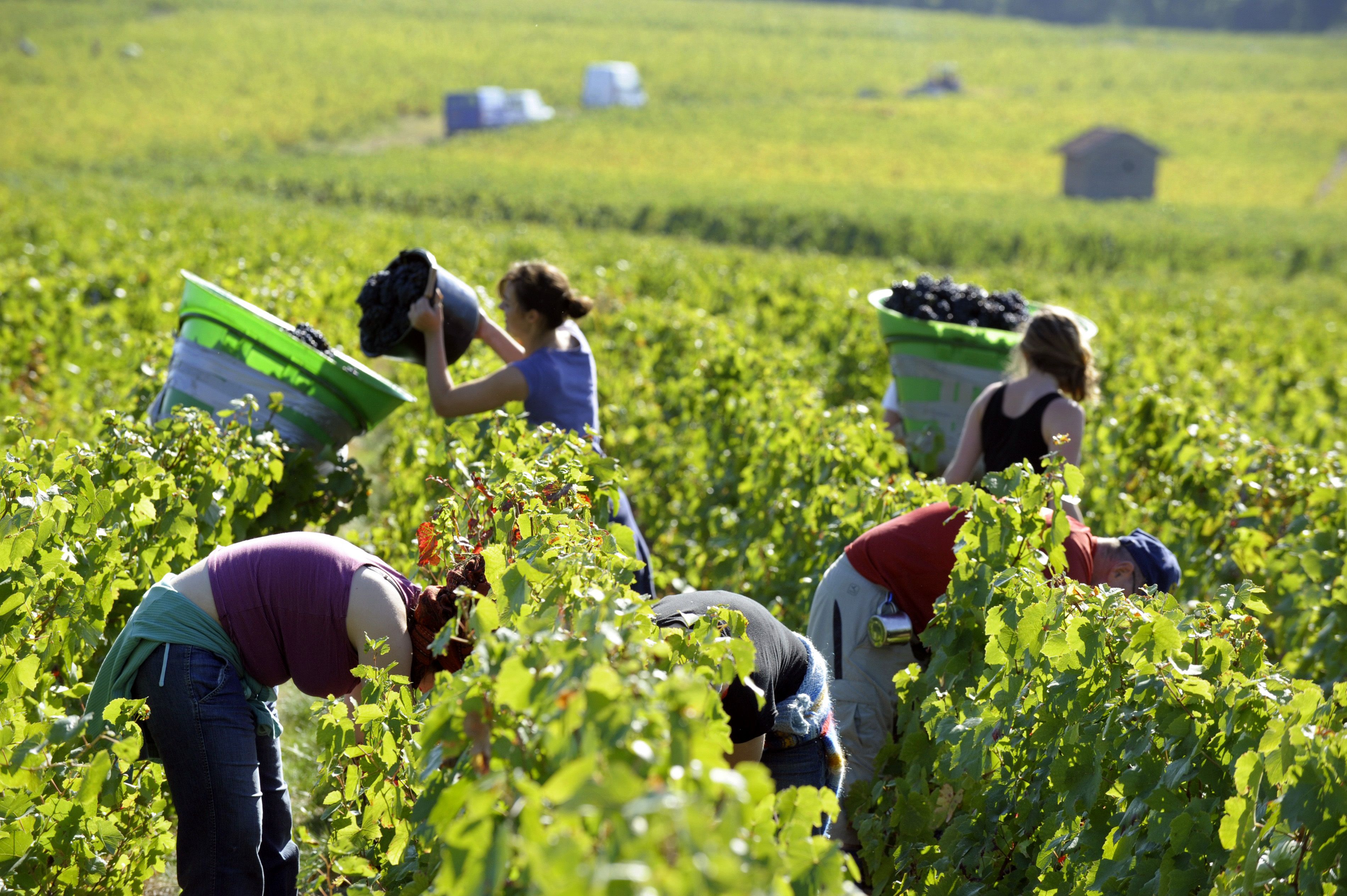 Vendanges