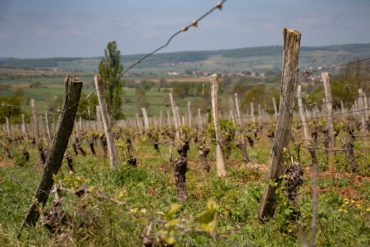 Sublimez vos plats avec les grands vins du Beaujolais